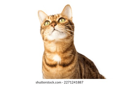 Close-up portrait of a serious cat. Muzzle of a cute Bengal cat. Muzzle of a brown domestic cat on a white background. - Powered by Shutterstock
