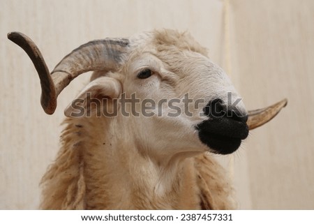 Close-up Portrait of a sheep - Moroccan Ram