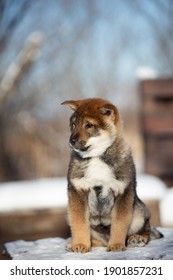 Close-up Portrait Of An Shikoku Puppy In Winter. Shikoku Ken Puppy. Kochi-ken Dog.