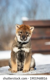 Close-up Portrait Of An Shikoku Puppy In Winter. Shikoku Ken Puppy. Kochi-ken Dog.