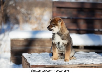 Close-up Portrait Of An Shikoku Puppy In Winter. Shikoku Ken Puppy. Kochi-ken Dog.