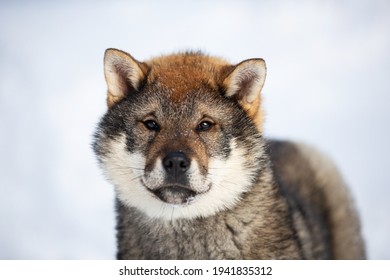 Close-up Portrait Of An Shikoku Puppy In Winter. Shikoku Ken Puppy. Kochi-ken Dog. Headshot