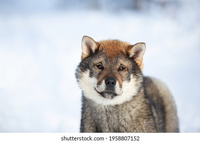 Close-up Portrait Of An Shikoku Puppy In Winter. Shikoku Ken Puppy. Kochi-ken Dog. Headshot