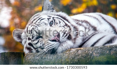 Closeup portrait of a siberian white tiger