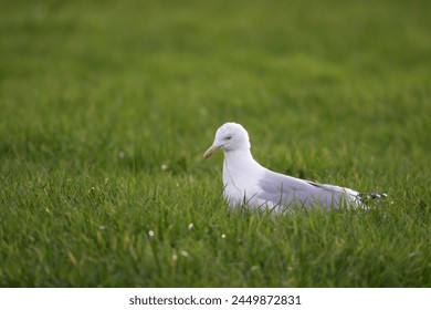 A closeup portrait of the side of a white gull, mew or seagull seabird sitting in the green grass of a meadow on the countryside. The feathered animal is looking straight searching for food. - Powered by Shutterstock