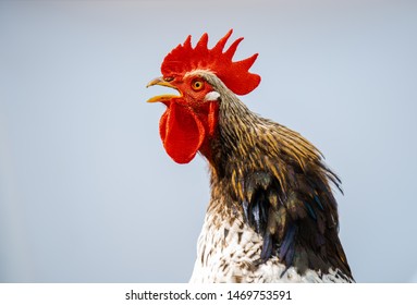Close-up portrait of a singing rooster on a white background. A singing rooster in the early morning. Funny portrait of a rooster.