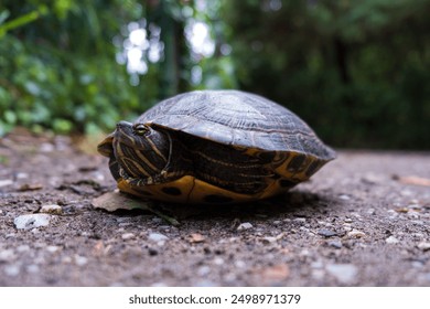 Close-up portrait of a single small turtle retreated into its shell in a protective way. Natural environment in the blurred background, with bokeh effect during a sunny summer day.
