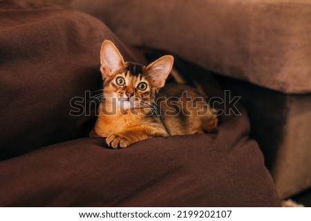 Close-up portrait of a sleeping cute somali breed kitten little cat is sitting on a sofa.