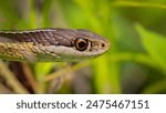 Closeup portrait of a small Eastern Ribbon Snake.

