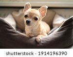 Closeup portrait of small funny beige mini chihuahua dog, puppy. 