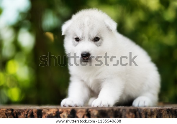 small husky dog