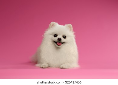 Closeup Portrait Of Small White Spitz Dog On Colored Background