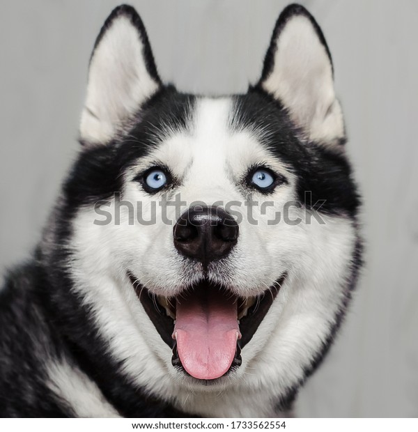 笑顔の犬の接写 シベリアン ハスキー犬の白黒の犬と青い目の舌 の写真素材 今すぐ編集