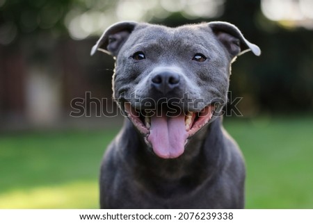 Close-up Portrait of Smiling English Staffordshire Bull Terrier in the Garden. Cute Head Shot of Blue Staffy Outside.