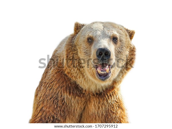 Closeup Portrait Smiling Grizzly Bear Isolated Stock Photo 1707295912 ...