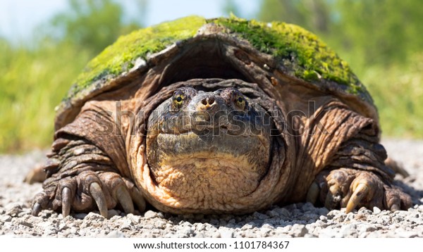 Closeup Portrait Snapping Turtle Making Eye Stock Photo 1101784367 ...