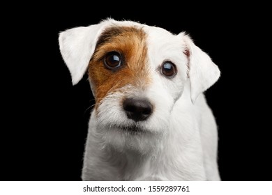 Closeup Portrait Of Sneaky Jack Russell Terrier Dog Isolated On Black Background