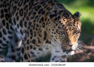 A Closeup Portrait Of A South African Cheetah Looking Straight Forward Against Green Plants