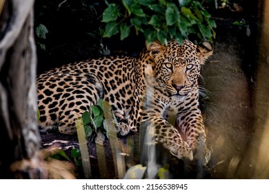 A Closeup Portrait Of A South African Cheetah Looking Straight Forward Against Green Plants