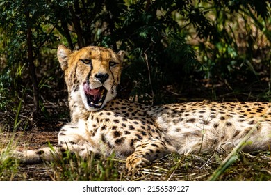 A Closeup Portrait Of A South African Cheetah Lying In Green Grass, With Open Mouth