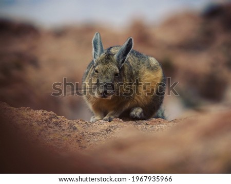 Closeup portrait of a Southern Viscacha Lagidium Viscacia Vizcacha rodent animal at Laguna Negra Uyuni Sur Lipez Potosi Bolivia South America