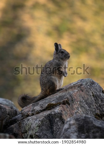 Closeup portrait of a Southern viscacha vizcacha rodent Lagidium viscacia standing on rock in Cordillera Huayhuash Peru