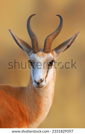 Close-up portrait of a Springbok in early morning light- Antidorcas Marsupialis