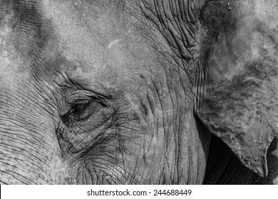 The Close-up Portrait Of A Sri Lankan Elephant. 