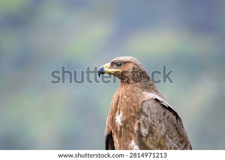 Close-up portrait of a Steppe Eagle displaying its powerful hooked beak, intense expression and detailed brown plumage against a smooth natural background.