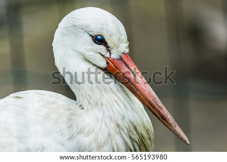 Close-up portrait of a stork with  light background