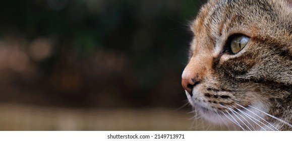 Close-up Portrait Of Striped Cat Face In Profile. The Muzzle Of A Striped Cat With Green Eyes, Long White Mustache, Pink Nose. Selective Focus. Banner With A Muzzle Of A Cat In Profile, Copy Space.