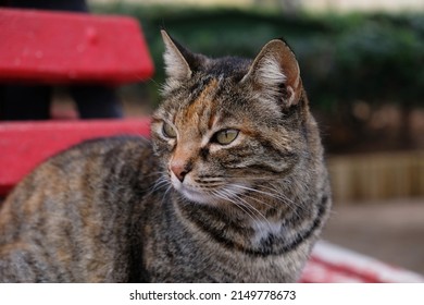 Close-up Portrait Of Striped Cat Face In Profile. The Muzzle Of A Striped Cat With Green Eyes, Long White Mustache, Pink Nose. Selective Focus. Banner With A Muzzle Of A Cat In Profile, Copy Space.