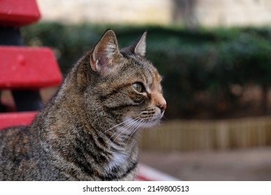 Close-up Portrait Of Striped Cat Face In Profile. The Muzzle Of A Striped Cat With Green Eyes, Long White Mustache, Pink Nose. Selective Focus. Banner With A Muzzle Of A Cat In Profile, Copy Space.