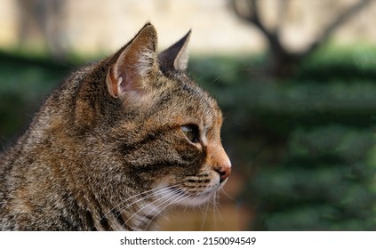 Close-up Portrait Of Striped Cat Face In Profile. The Muzzle Of A Striped Cat With Green Eyes, Long White Mustache, Pink Nose. Selective Focus. Banner With A Muzzle Of A Cat In Profile, Copy Space.