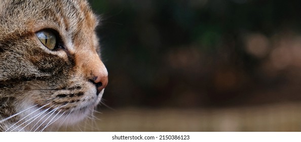 Close-up Portrait Of Striped Cat Face In Profile. The Muzzle Of A Striped Cat With Green Eyes, Long White Mustache, Pink Nose. Selective Focus. Banner With A Muzzle Of A Cat In Profile, Copy Space.