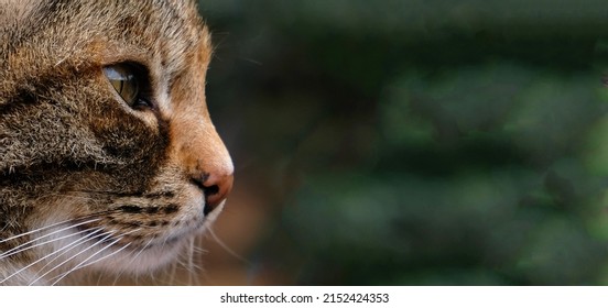 Close-up Portrait Of Striped Cat Face In Profile. The Muzzle Of A Striped Cat With Green Eyes, Long White Mustache, Pink Nose. Selective Focus. Banner With A Muzzle Of A Cat In Profile, Copy Space.