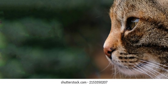 Close-up Portrait Of Striped Cat Face In Profile. The Muzzle Of A Striped Cat With Green Eyes, Long White Mustache, Pink Nose. Selective Focus. Banner With A Muzzle Of A Cat In Profile, Copy Space.