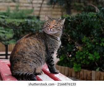 Close-up Portrait Of Striped Cat Face In Profile. The Muzzle Of A Striped Cat With Green Eyes, Long White Mustache, Pink Nose. Selective Focus. 