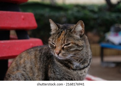 Close-up Portrait Of Striped Cat Face In Profile. The Muzzle Of A Striped Cat With Green Eyes, Long White Mustache, Pink Nose. Selective Focus