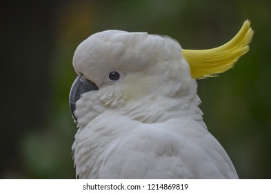 Closeup portrait of Sulphur-Crested Cockatoo parrot with yellow crest, black beak and white feathers, narrow depth of field in Australia
