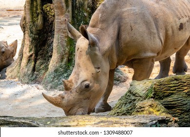 Close-up Portrait Of Sumatran Rhino 