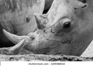 Close-up Portrait Of Sumatran Rhino 