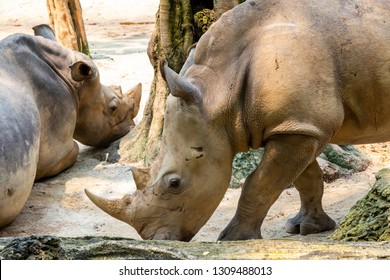 Close-up Portrait Of Sumatran Rhino 