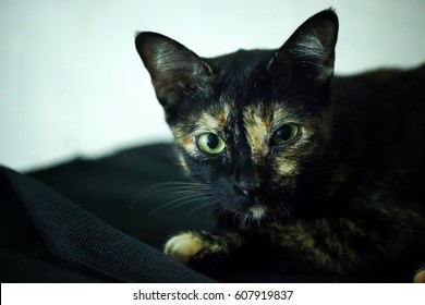 close-up portrait of a surprised black cat