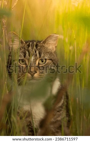 Similar – A shady resting place, cat in the grass