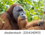 The close-up portrait of a Tapanuli orangutan holding a stick in the greenery