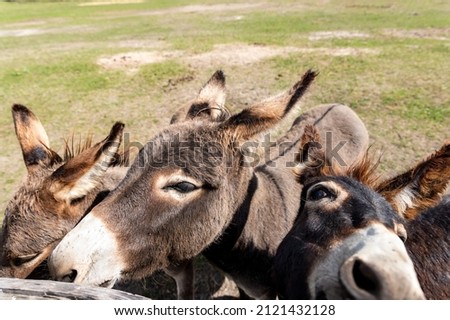 Close-up portrait of three curious funny domestic cute hungry donkeys stand at countryside farm barnyard asking for treat against green grass field. Many animals at country rural paddock