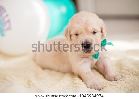 Close-up portrait of three weeks old golden retriever puppy with green ribbon lying on the blanket on baloons background