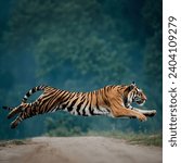 A close-up portrait of a tiger in Muthanga Forest, Waynad, India. The tiger