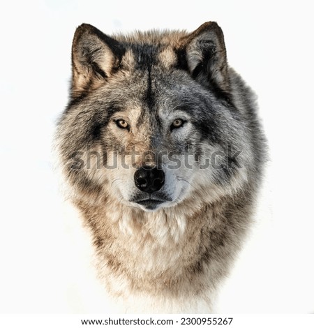 A closeup portrait of a timber wolf on a white background